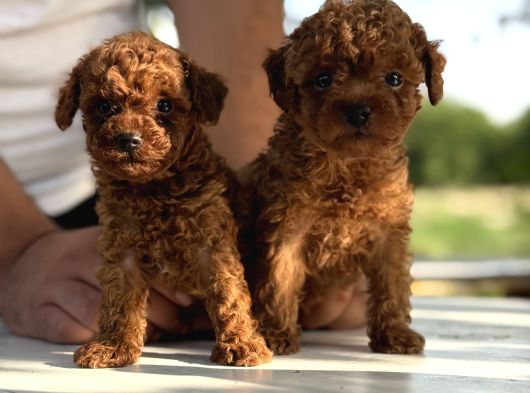 Microteacup Korea Poodle görsel