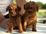 MICROTEACUP KOREA POODLE