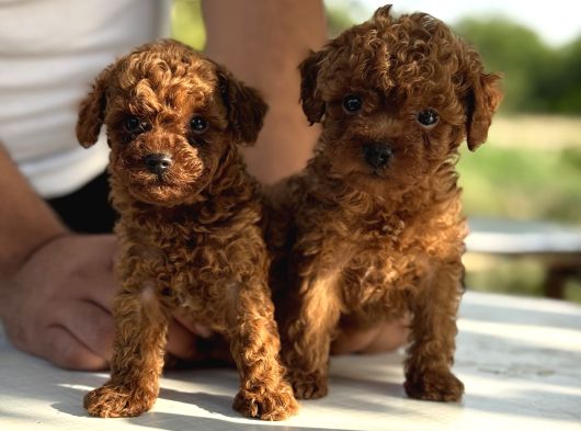 Microteacup Korea Poodle