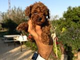 Microteacup Korea Poodle