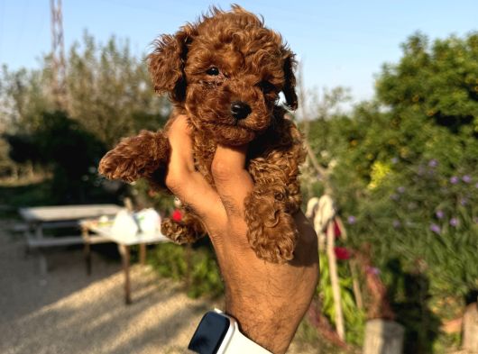 Microteacup Korea Poodle görsel