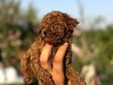 Microteacup Korea Poodle