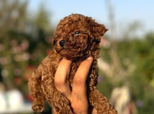 Microteacup Korea Poodle görsel