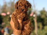 Micro Mini Korea Poodle