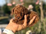 MICROTEACUP KOREA POODLE