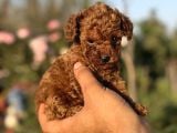 MICRO mini KOREA POODLE