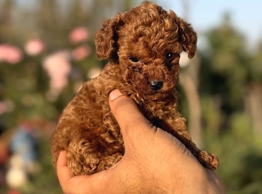 Micro Mini Korea Poodle