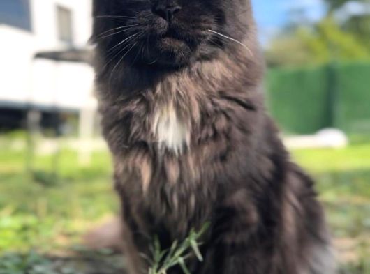 Safkan Kısırlaştırma Şartıyla Ücretsi̇z  Maine Coon görsel