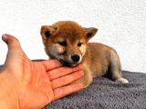 Shiba Ibu Yavru Safkan