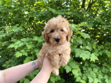 Toy Poodle