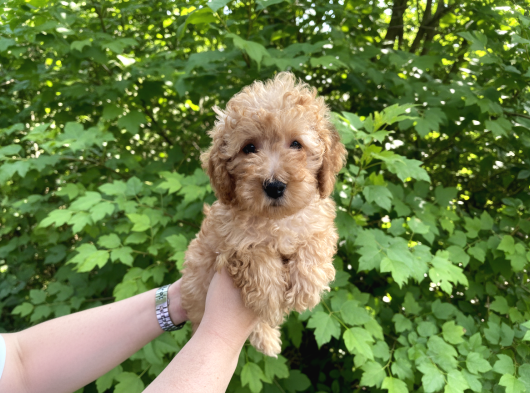 Toy Poodle