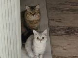 2 adet british yavru biri shorhair biri long hair