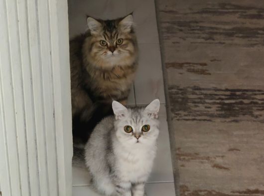 2 Adet British Yavru Biri Shorhair Biri Long Hair