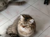 2 Adet British Yavru Biri Shorhair Biri Long Hair