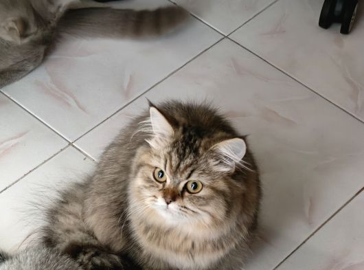 2 Adet British Yavru Biri Shorhair Biri Long Hair görsel