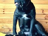 Irk Cane Corso Veteriner Onaylı Ve Sağlıklı