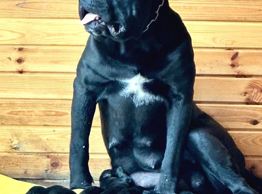 Irk Cane Corso Veteriner Onaylı Ve Sağlıklı görsel