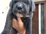 Irk Cane Corso Veteriner Onaylı Ve Sağlıklı