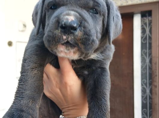 Irk Cane Corso Veteriner Onaylı Ve Sağlıklı görsel