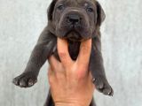 Irk Cane Corso Veteriner Onaylı Ve Sağlıklı