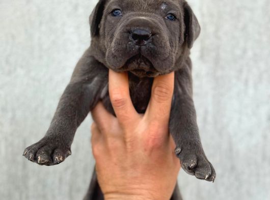 Irk Cane Corso Veteriner Onaylı Ve Sağlıklı görsel