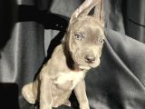 Irk Cane Corso Veteriner Onaylı Ve Sağlıklı