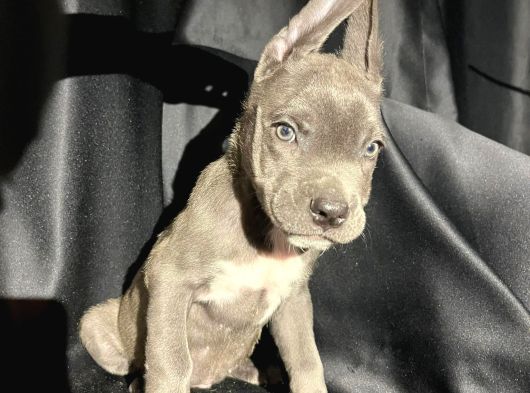 Irk Cane Corso Veteriner Onaylı Ve Sağlıklı görsel