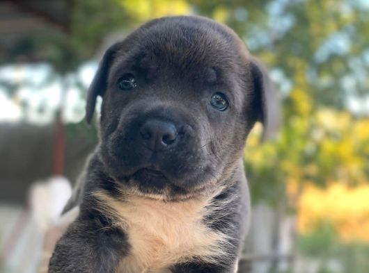 Irk Cane Corso Veteriner Onaylı Ve Sağlıklı görsel