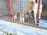 Dişi Erkek Japon Akita Inu Yavrularımız