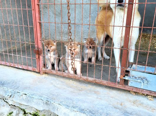 Dişi Erkek Japon Akita Inu Yavrularımız görsel