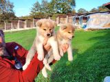 Dişi erkek Japon akita inu yavrularımız