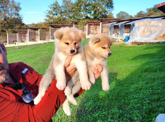 Dişi Erkek Japon Akita Inu Yavrularımız