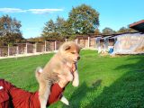 Dişi Erkek Japon Akita Inu Yavrularımız
