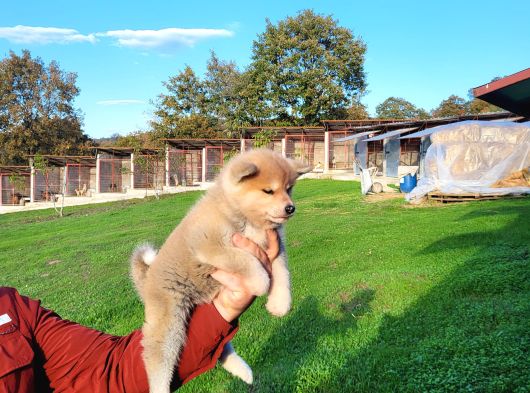 Dişi Erkek Japon Akita Inu Yavrularımız görsel