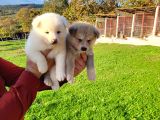 Dişi Erkek Japon Akita Inu Yavrularımız