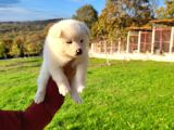 Dişi Erkek Japon Akita Inu Yavrularımız