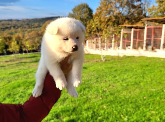 Dişi Erkek Japon Akita Inu Yavrularımız görsel