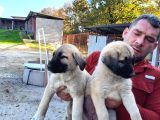 Dişi Erkek Kangal Yavrularımız
