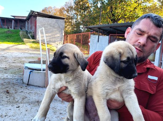 Dişi Erkek Kangal Yavrularımız görsel