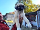Dişi Erkek Kangal Yavrularımız
