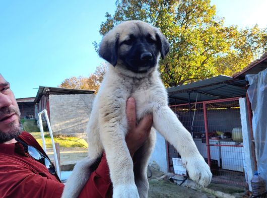 Dişi Erkek Kangal Yavrularımız görsel
