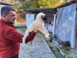 Dişi Erkek Kangal Yavrularımız