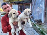 Dişi erkek kangal yavrularımız