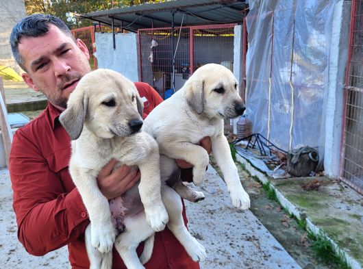Dişi Erkek Kangal Yavrularımız