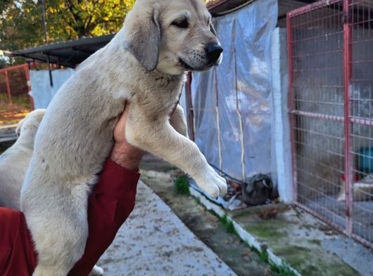 Dişi Erkek Kangal Yavrularımız görsel