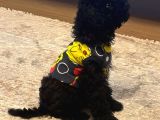 4 Aylık Dişi Toypoodle Minyatür Nadir Renkte