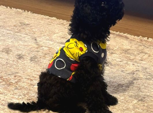 4 Aylık Dişi Toypoodle Minyatür Nadir Renkte görsel