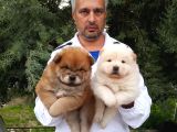Chow chow yavrularımız mama malzeme kampanyalı