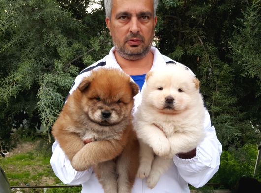 Chow chow yavrularımız mama malzeme kampanyalı