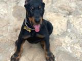 İri Yapılı Doberman Yavrular